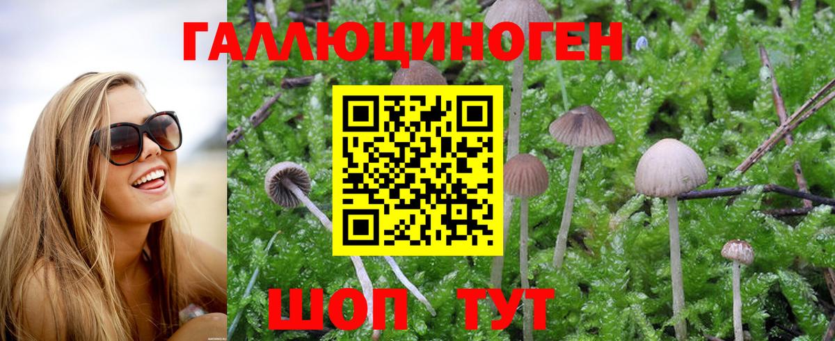 Псилоцибиновые грибы Psilocybine cubensis Кызыл